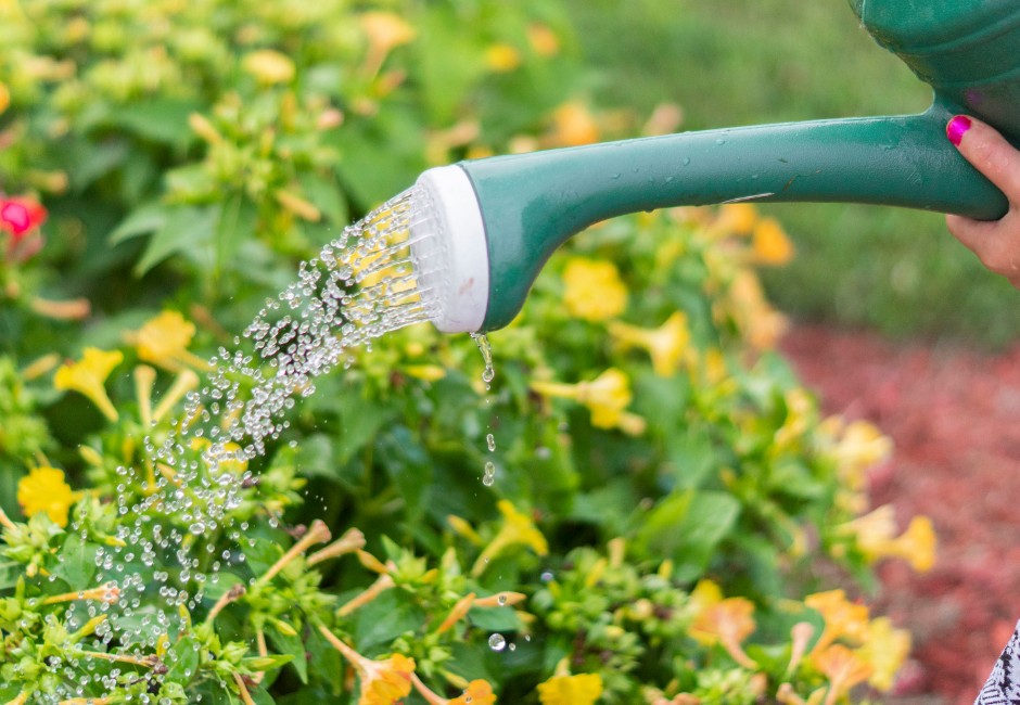 podlewanie ogrodu deszczówką, kiedy podlewać ogród, jak nie podlewać ogrodu